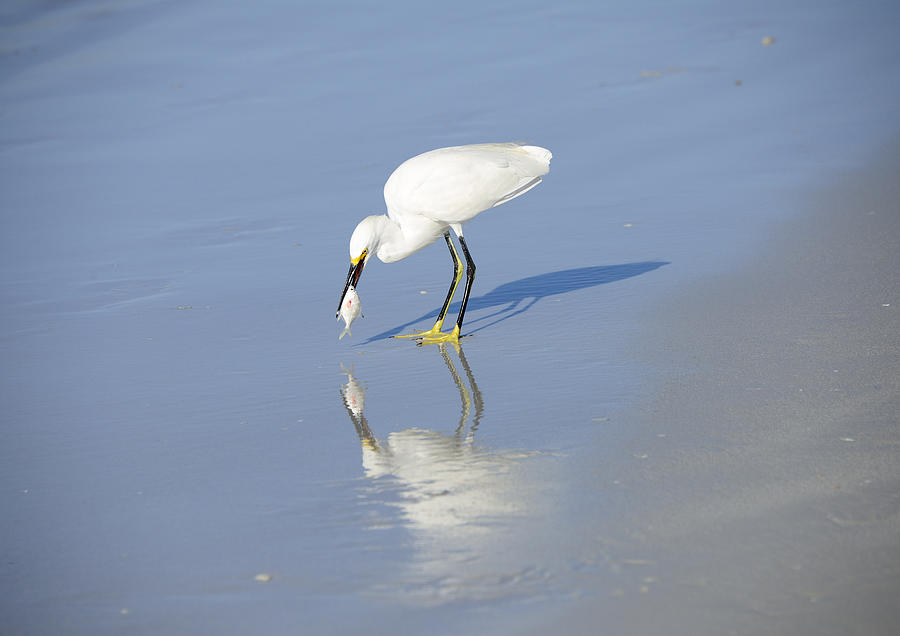 Snowy egret Photograph by Gouzel -