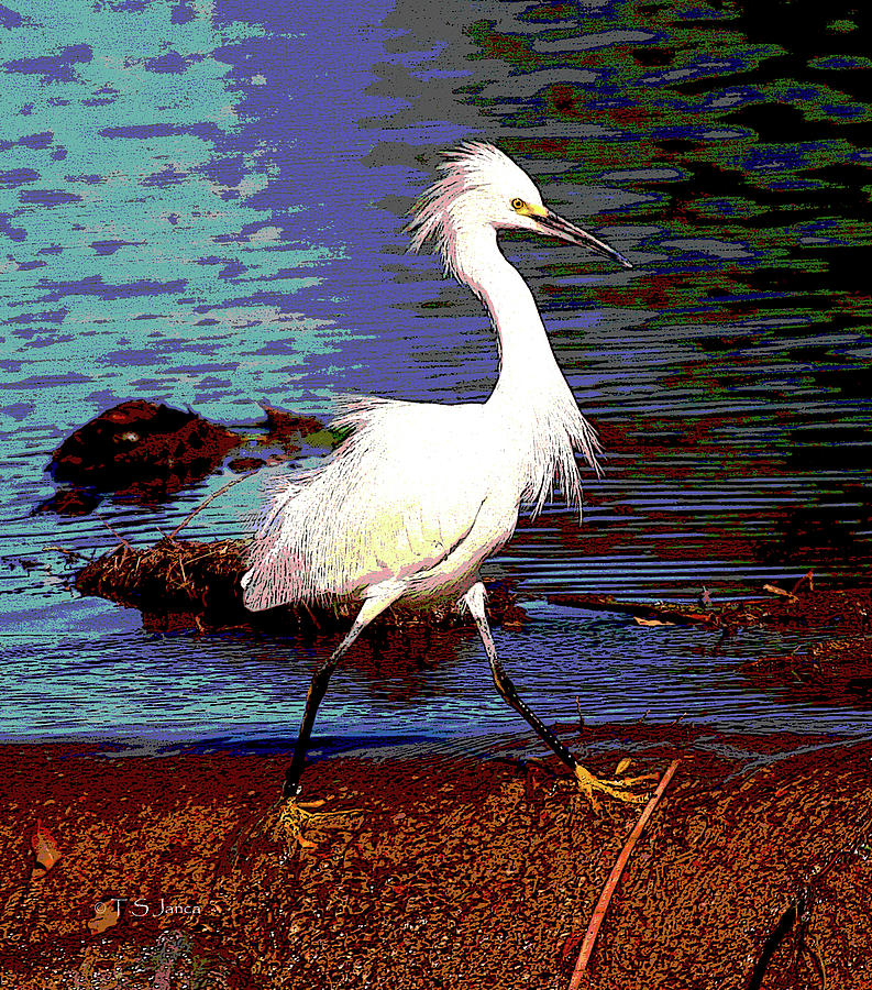Snowy Egret Has Yellow Feet Photograph by Tom Janca