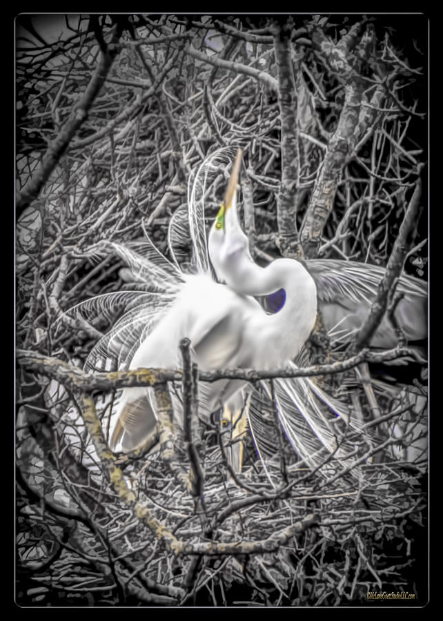 Snowy Egret Heron Photograph