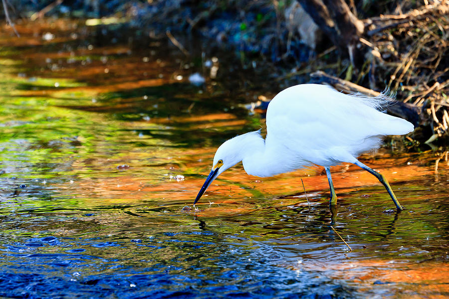 Snowy Egret Hunting 2 Photograph by Ben Graham