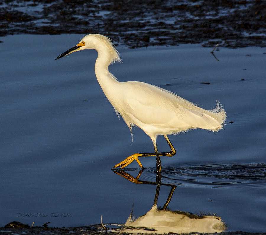 Snowy Egret Hunting Photograph by Brian Tada