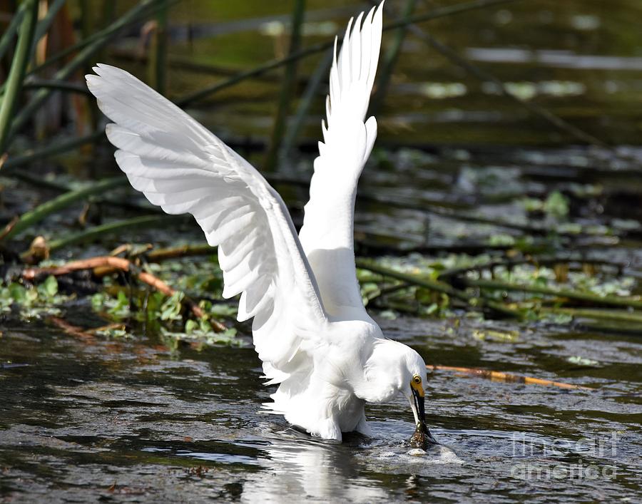 Snowy Egret Hunting Photograph by Julie Adair