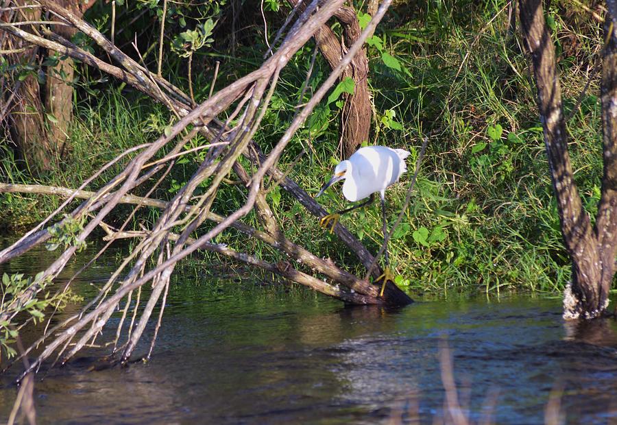 Snowy Egret Hunting Photograph by Warren Thompson