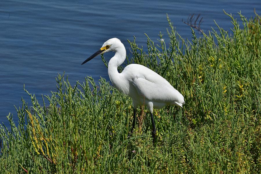 Snowy Egret II Photograph by Linda Brody