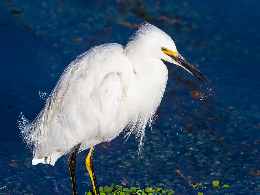 Snowy Egret in Afternnon Light Photograph by Marc Crumpler