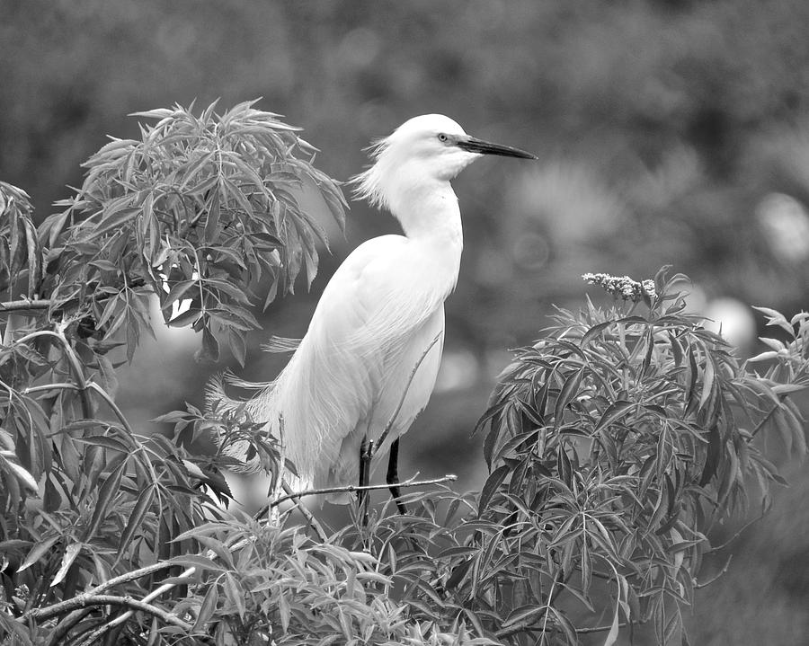 Snowy Egret in Black and White Photograph by Carol Bradley
