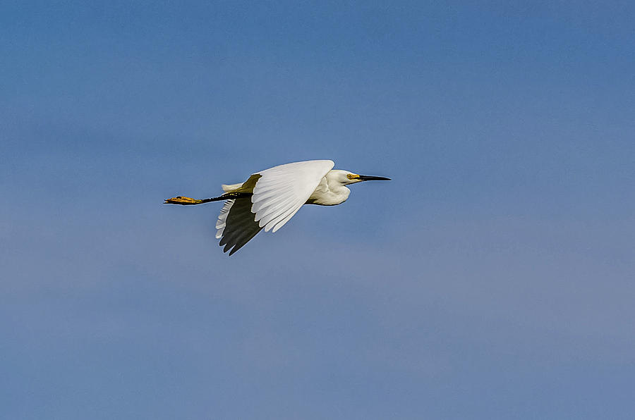 Snowy Egret In Blue Skies Photograph by Yeates Photography
