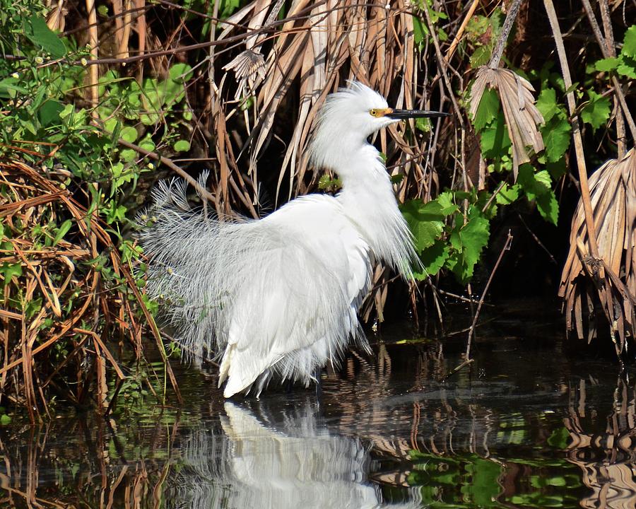 Snowy Egret in Breeding Plumage and Color Photograph by Carol Bradley