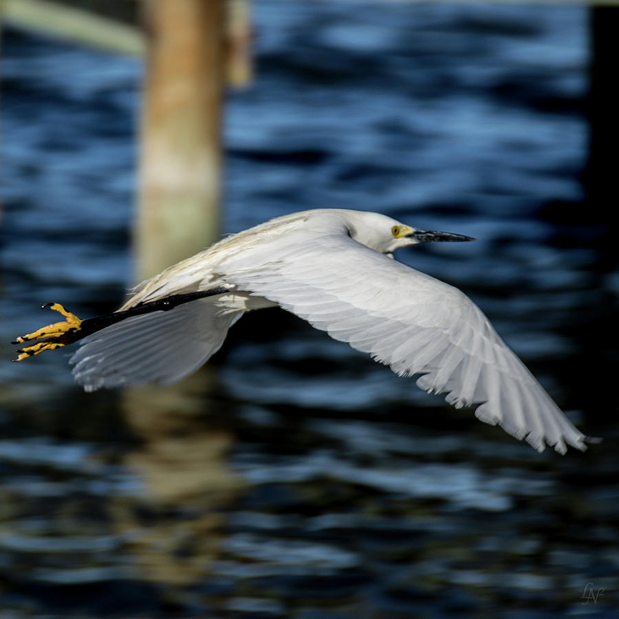Snowy Egret in flight 01 Photograph by Lee Newell