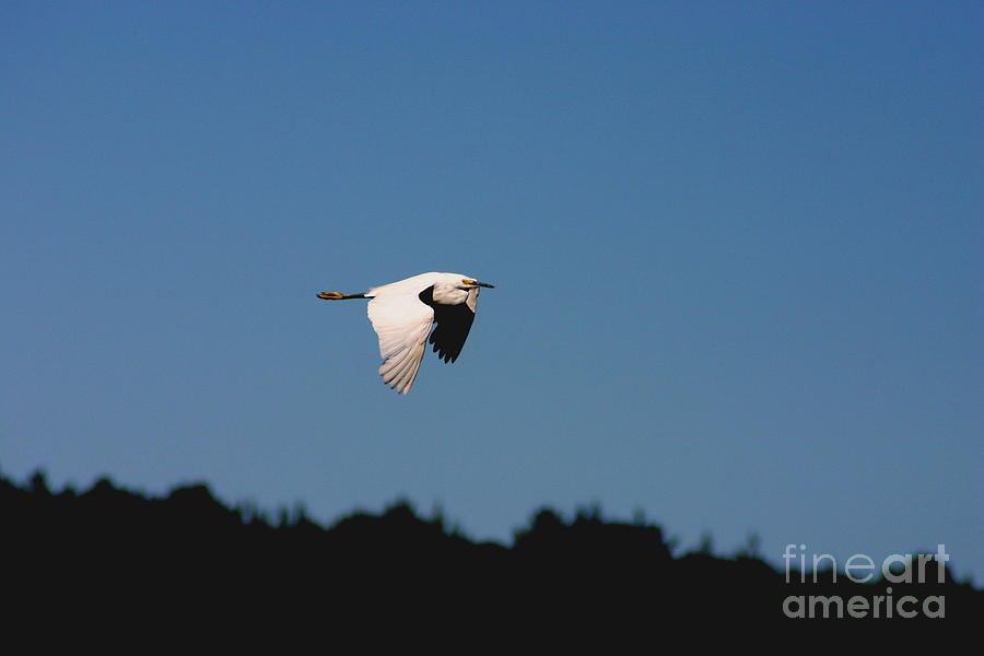 Snowy Egret in Flight Photograph by David Bishop