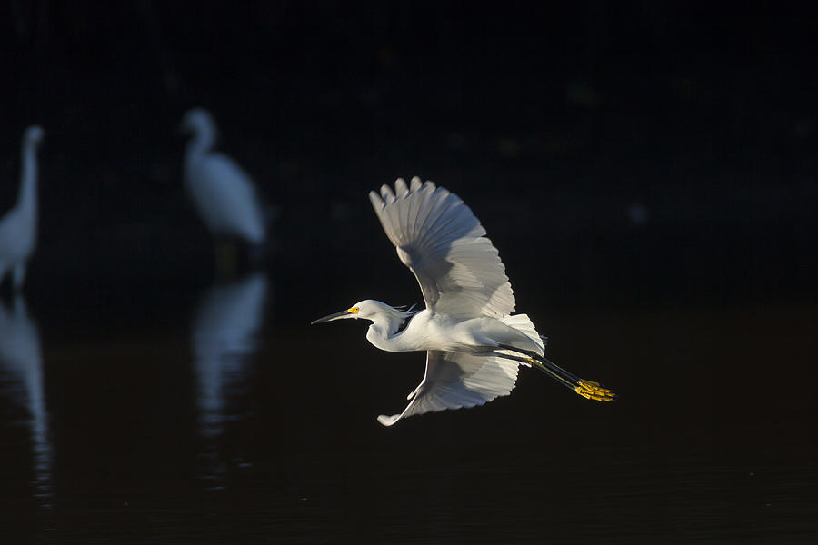 Snowy Egret in flight in the morning light Photograph by David Watkins