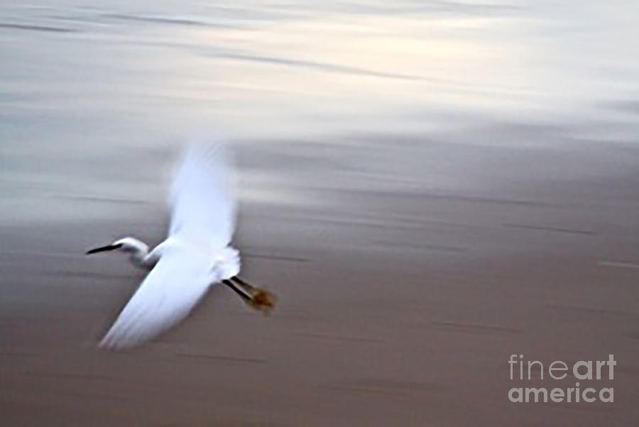 Snowy Egret in Flight Photograph by Maureen J Haldeman