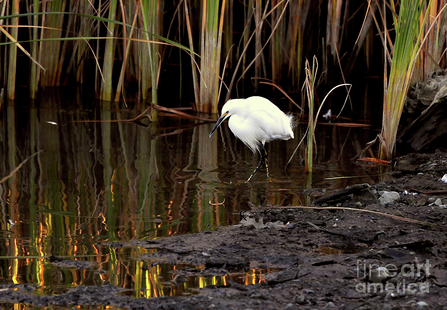 Egret Photograph - Snowy Egret in Late Afternoon by Susan Wiedmann