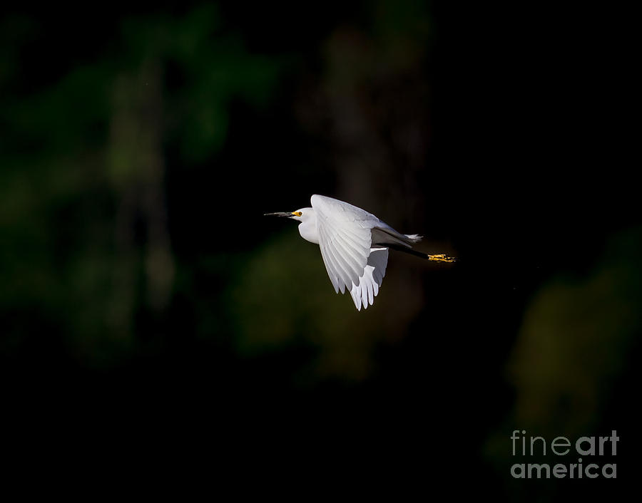 Snowy Egret in Light Photograph by Robert Frederick