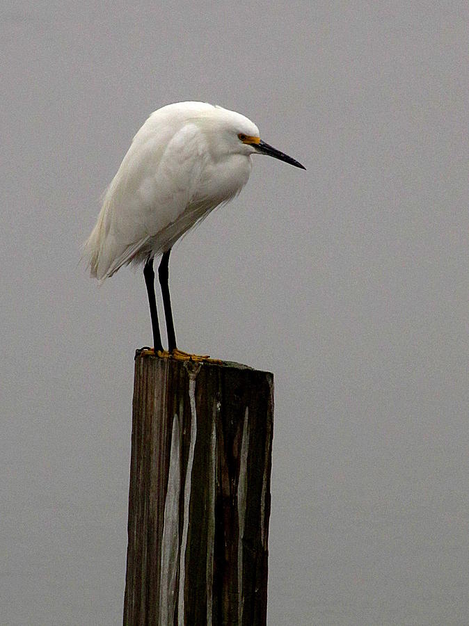 Animal Photograph - Snowy Egret in the fog  by Christopher Mercer