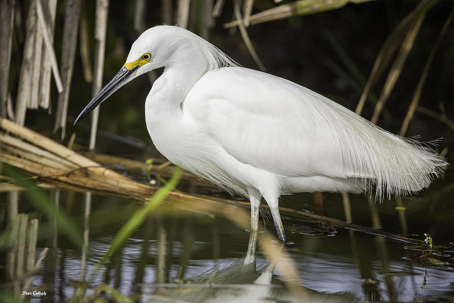 Snowy Egret in the Marsh Photograph by Fran Gallogly