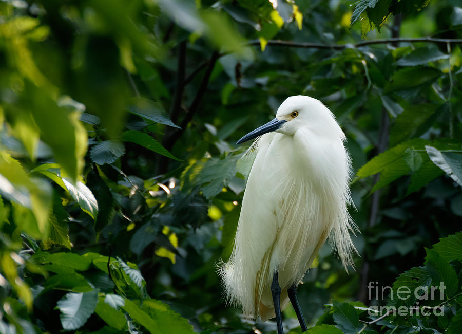 Forest Photograph - Snowy Egret in the Trees by Richard Smith Forest Photograph - Snowy Egret in the Trees by Richard Smith