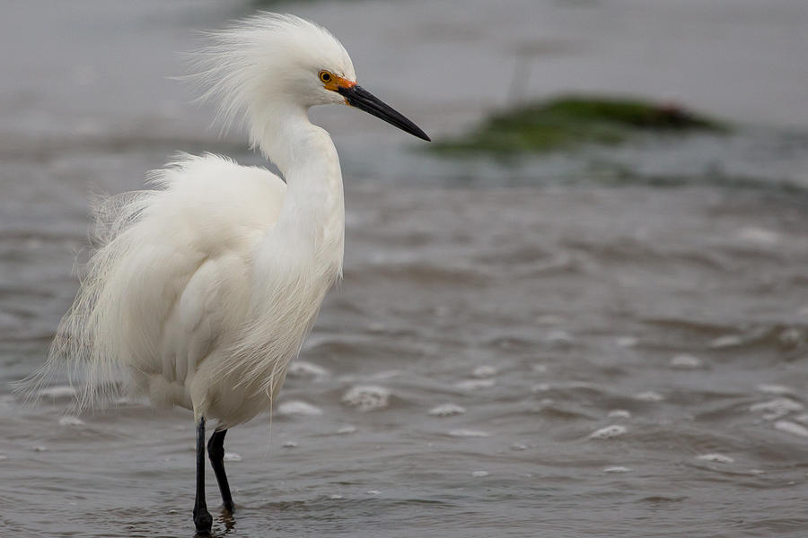 Snowy Egret In The Wind Photograph