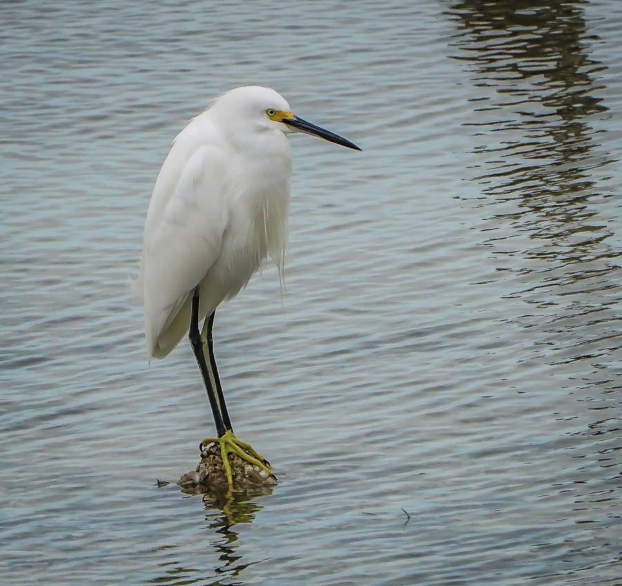 Snowy Egret Photograph by Jane Luxton
