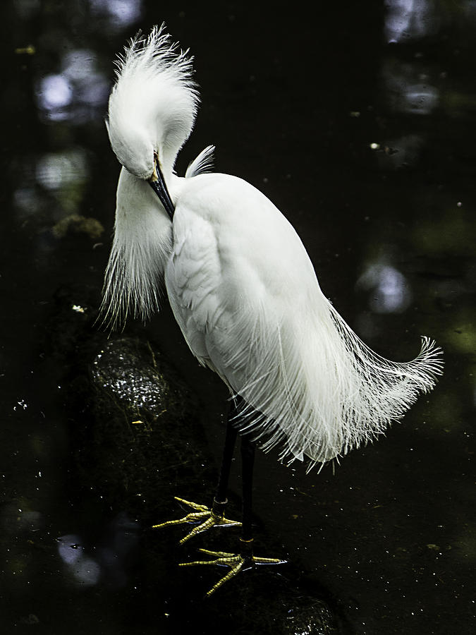 Snowy Egret Photograph by Kevin Senter