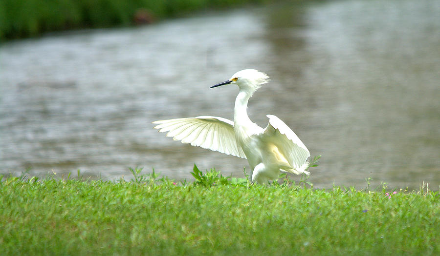 Heron Photograph - Snowy Egret Landing In The Park by Roy Williams