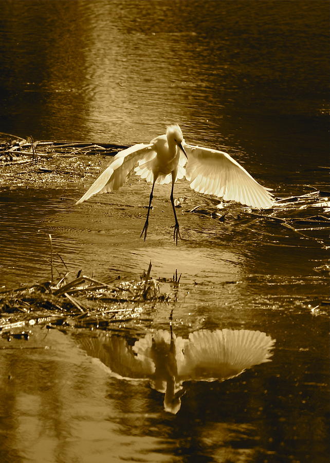 Bird Photograph - Snowy Egret Landing with Golden Tones by Carol Groenen