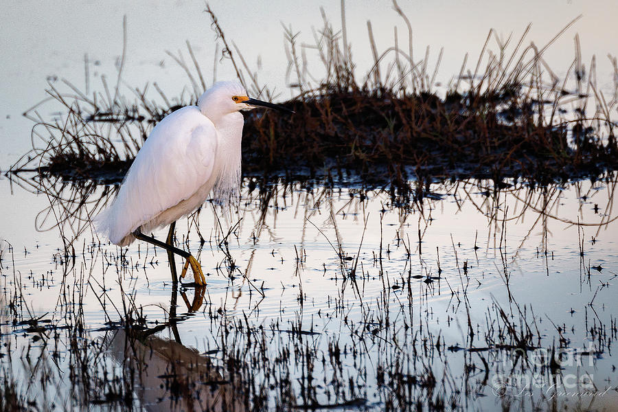 Snowy Egret Photograph by Les Greenwood