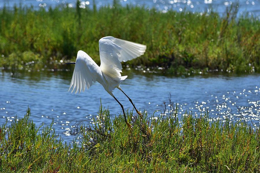 Snowy Egret Lift Off Photograph by Linda Brody