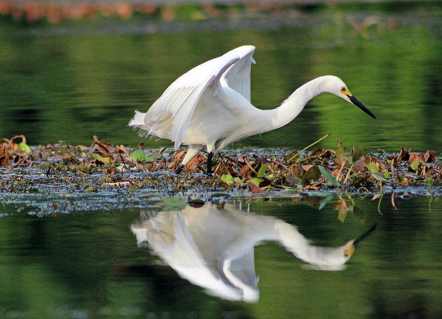 Snowy Egret Looking for Food Photograph by DB Hayes