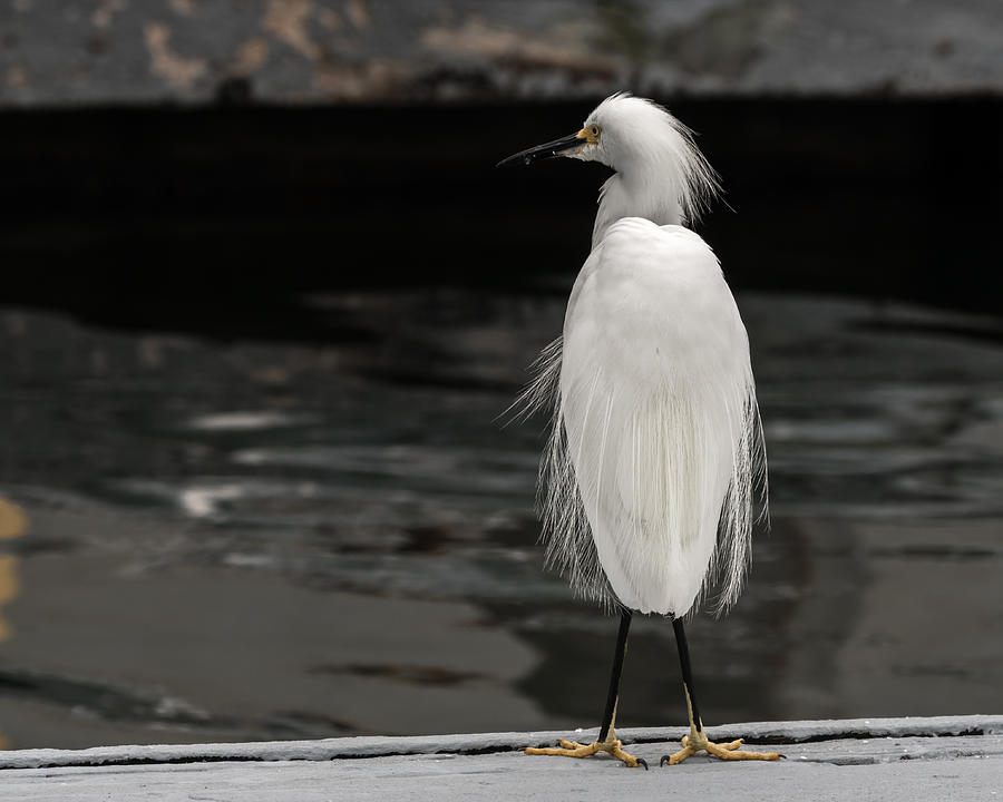 Snowy Egret looking for next meal Photograph by Ernest Echols