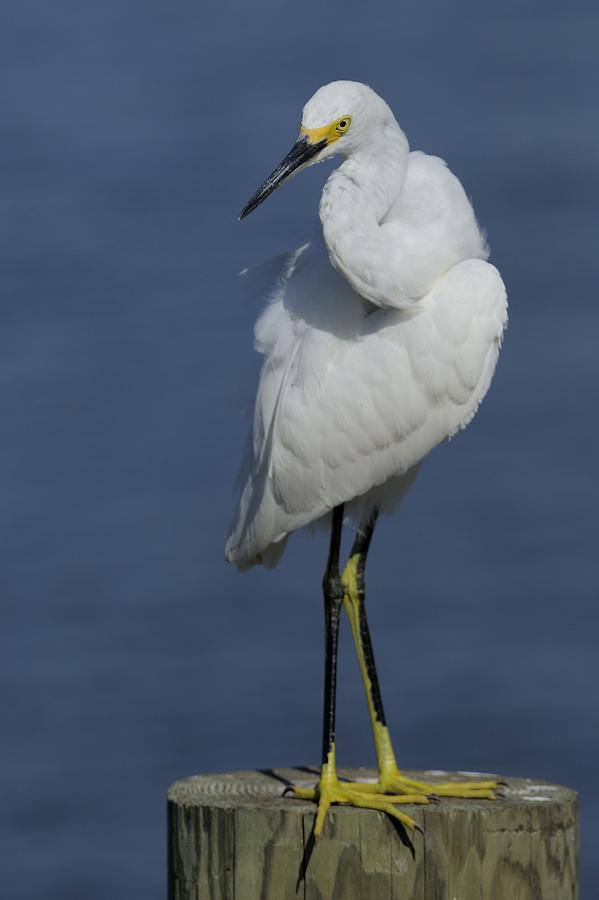Snowy egret looking over wing Photograph by Bradford Martin