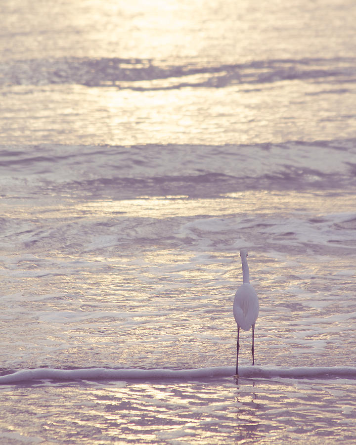 Snowy Egret Looking to the Horizon Photograph by Hermes Fine Art