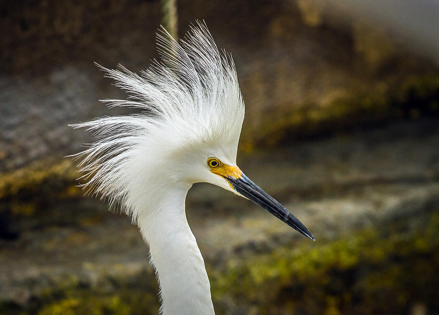 Snowy Egret Marco Island Florida Photograph by Toni Thomas - Fine Art ...