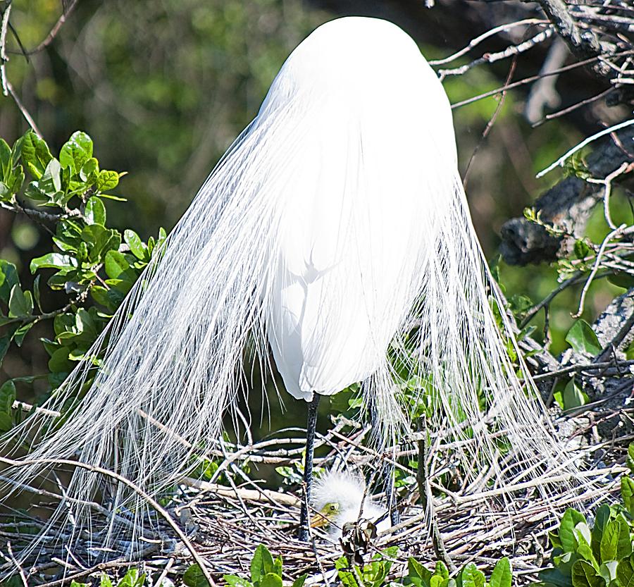 Snowy Egret Mom and Chick Photograph by Kenneth Albin