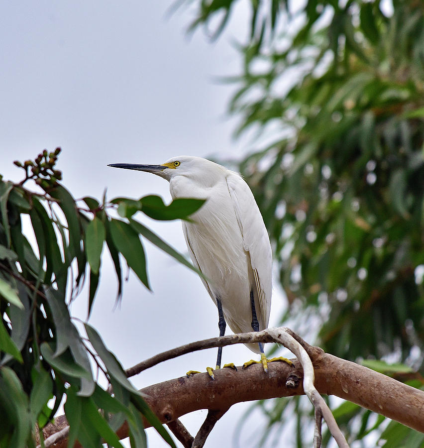 Snowy Egret on a Limb Photograph by Linda Brody