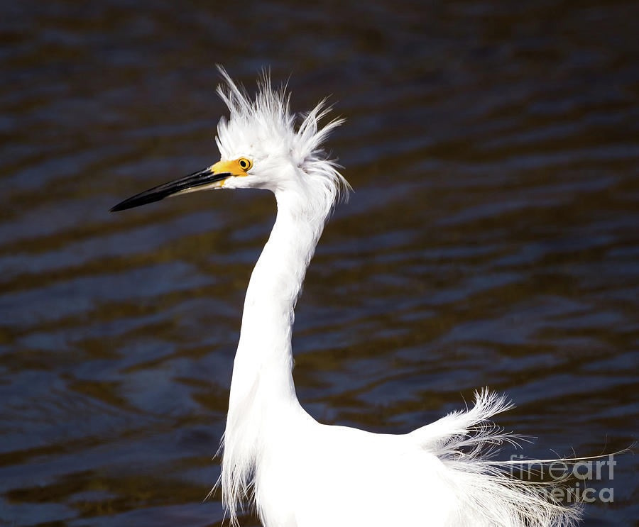 Nature Photograph - Snowy Egret Having a Bad Feather Day by DB Hayes
