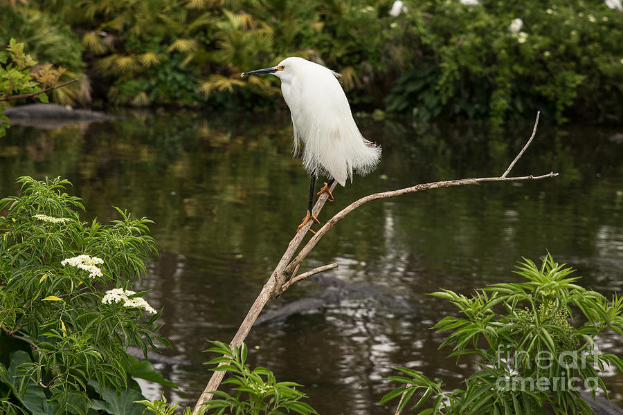 Snowy Egret on Lookout Photograph by Nikki Vig