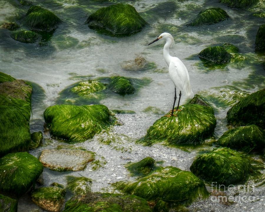 Snowy Egret on Mossy Rocks Photograph by Valerie Reeves