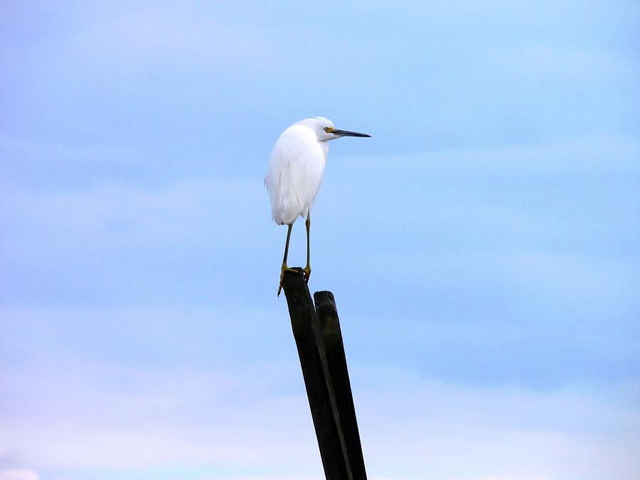 Snowy Egret on Post Photograph by Al Powell Photography USA