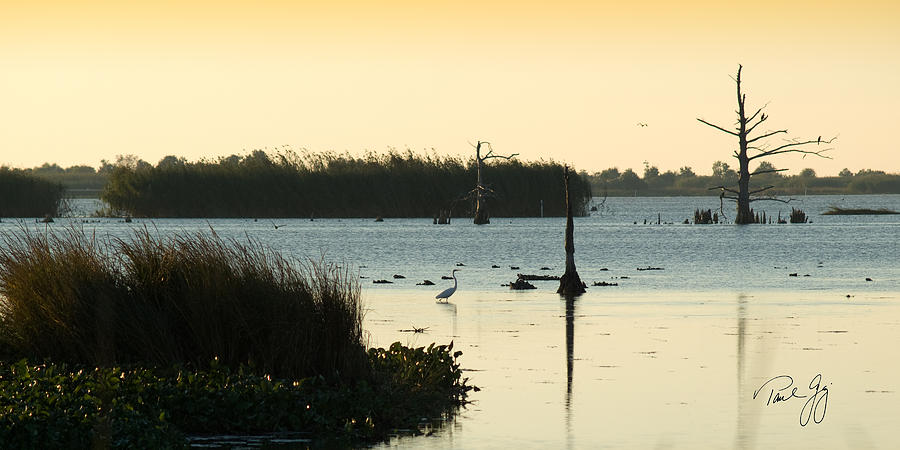 Snowy Egret on the Bayou Venice Louisiana Photograph by Paul Gaj