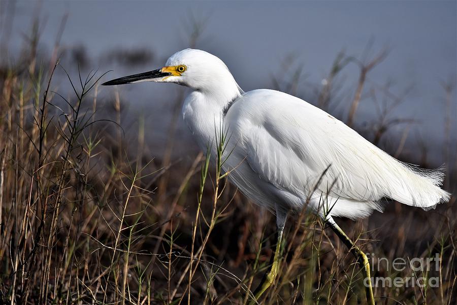 Snowy Egret On The Hunt Photograph by Julie Adair