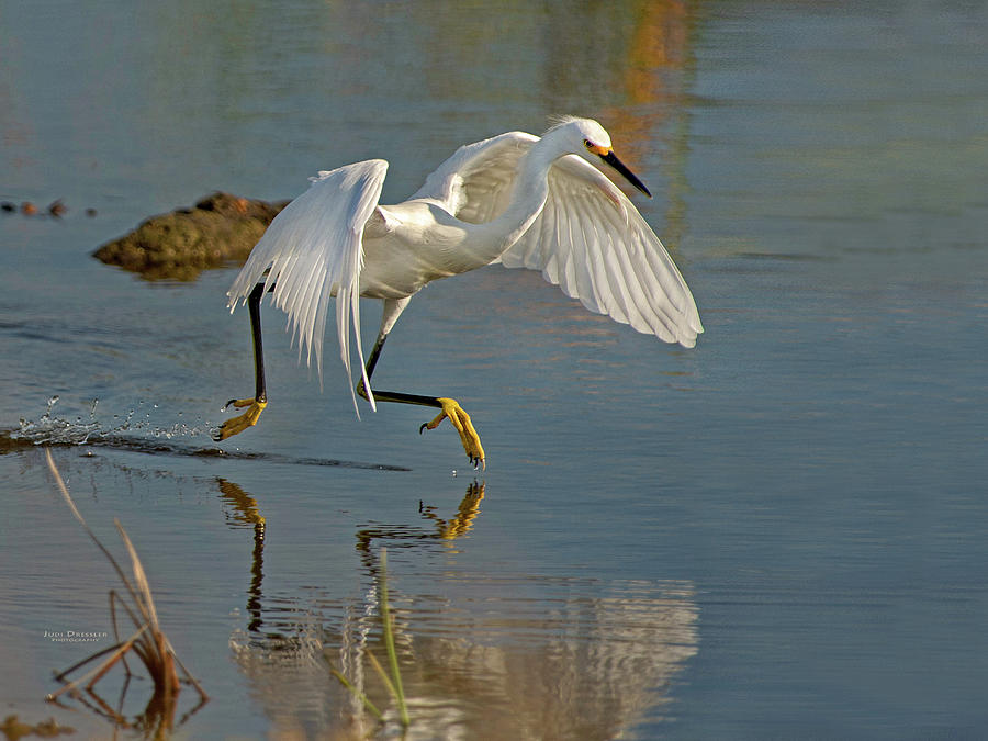 Snowy Egret on the move Photograph by Judi Dressler