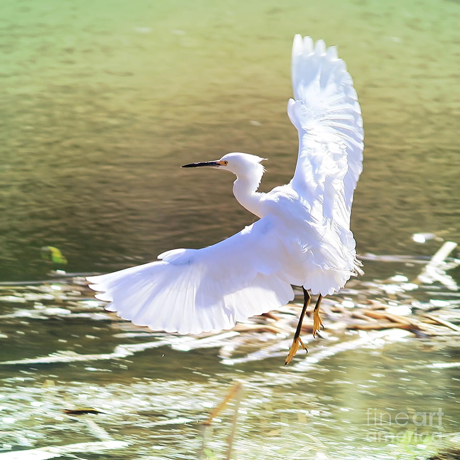 Egret Photograph - Snowy Egret over Golden Pond by Carol Groenen