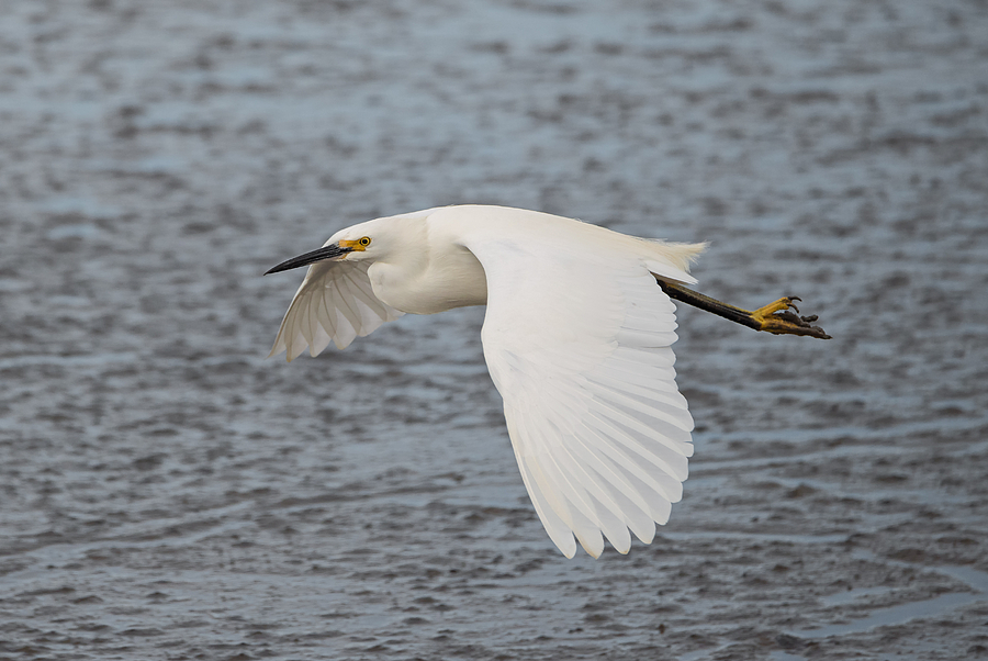 Snowy Egret Over the Mud Flats Photograph by Loree Johnson