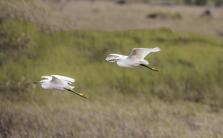 Snowy egret pair flying across a plain Photograph by William Bitman