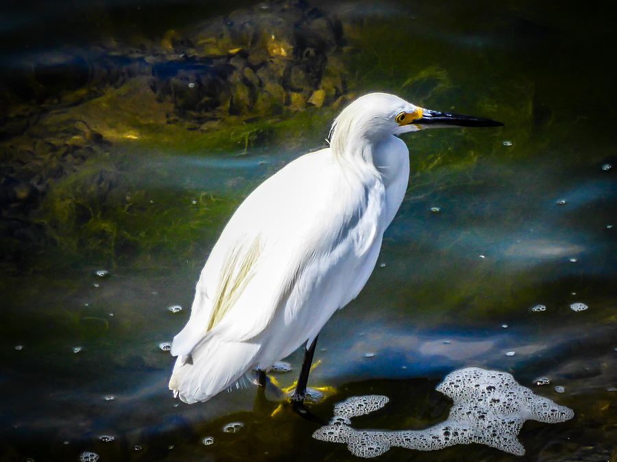 Snowy Egret Photograph by Pamela Newcomb