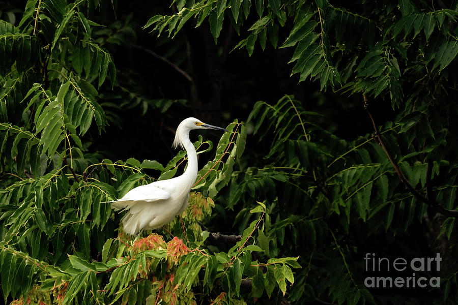 Snowy egret perched high in a tree.  Photograph by Sam Rino