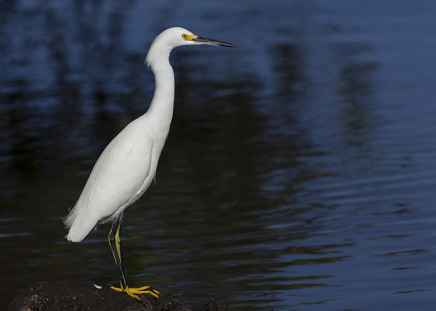 Snowy Egret perched on a rock Photograph by David Watkins
