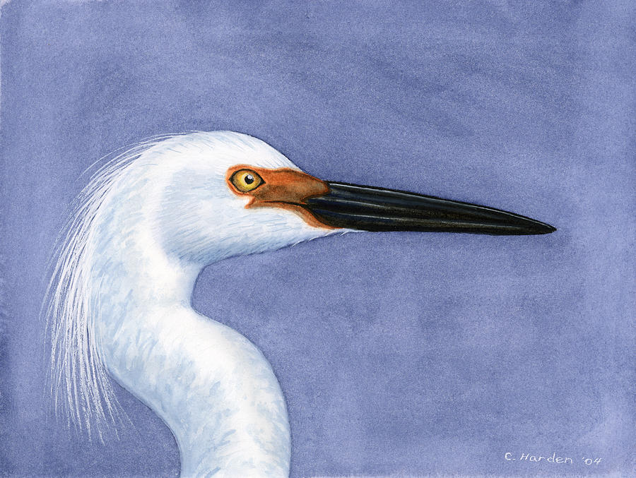 Egret Painting - Snowy Egret Portrait by Charles Harden