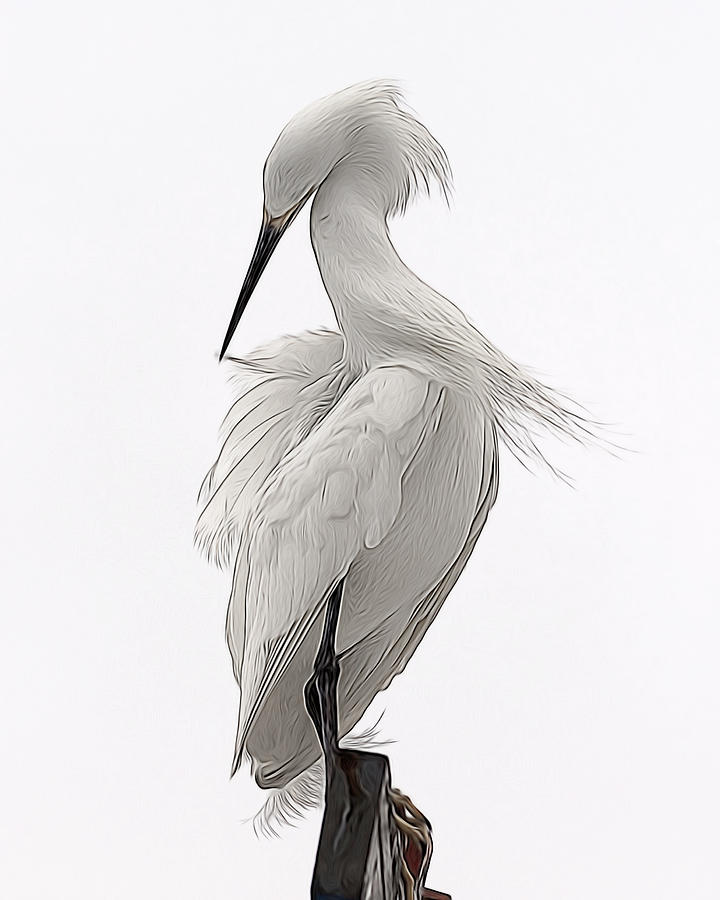 Snowy Egret Preening 1 Digital Art by Ernest Echols